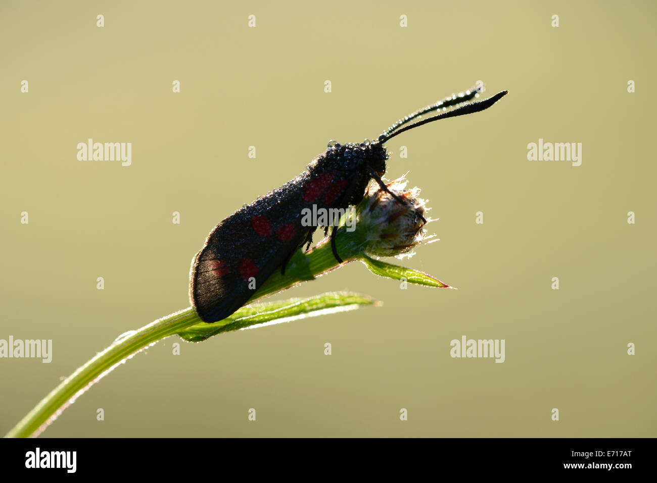 Sei-spot Burnett, Zygaena filipendulae su bud Foto Stock