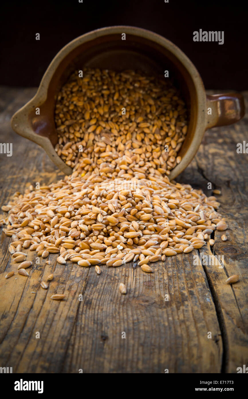 Il farro , triticum dicoccum, in una giara Foto Stock