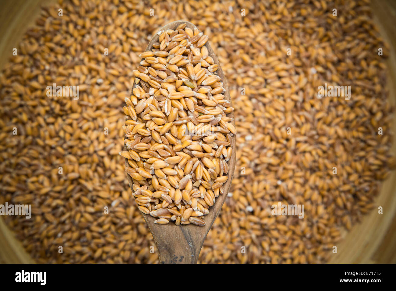 Il farro , triticum dicoccum, su un cucchiaio di legno Foto Stock