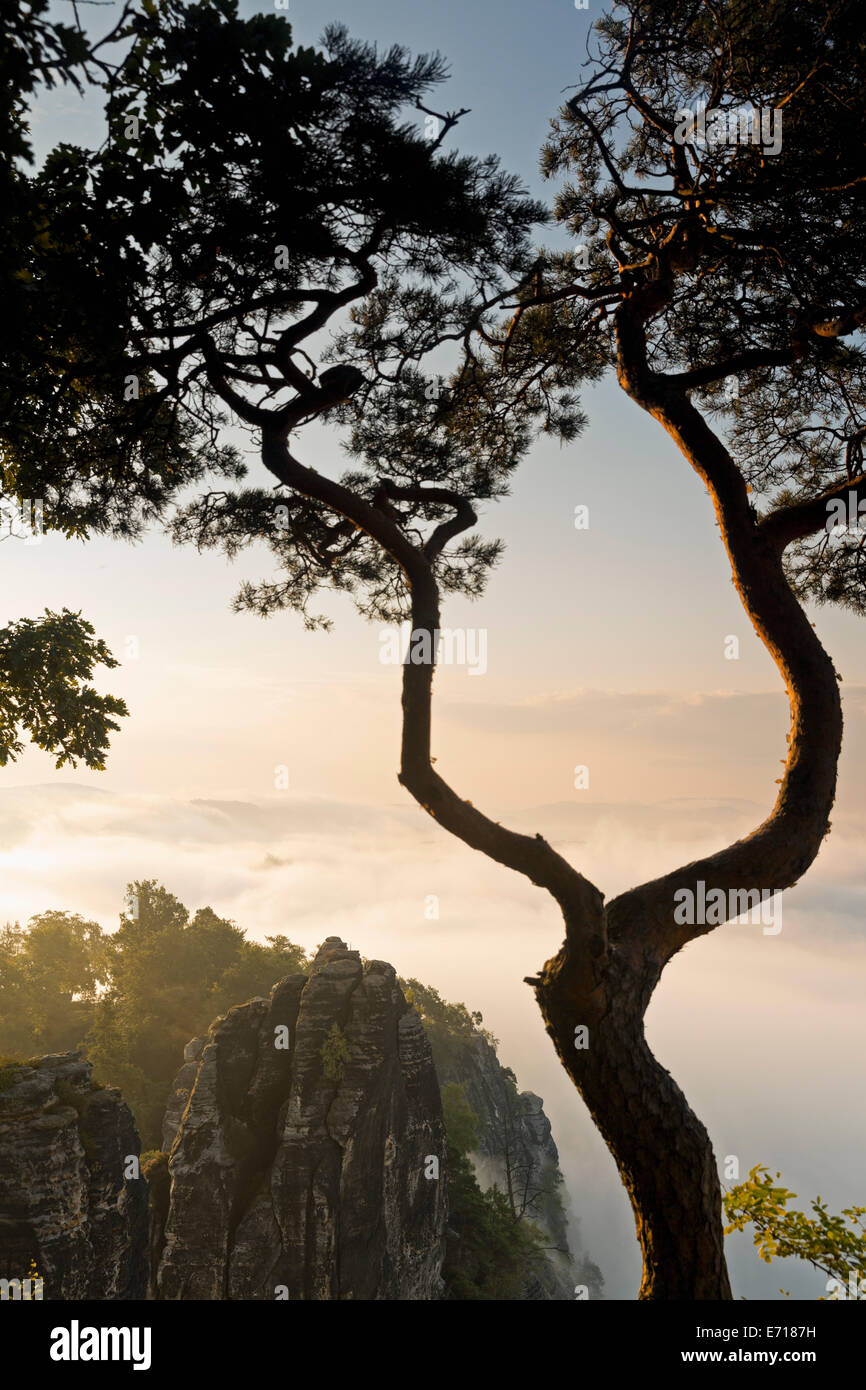 In Germania, in Sassonia, nebbia di mattina a Elba montagne di arenaria Foto Stock