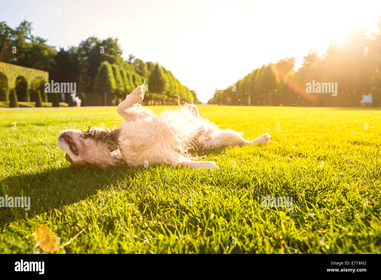 Cane, Canis lupus familiaris, rotolando su un prato Foto Stock