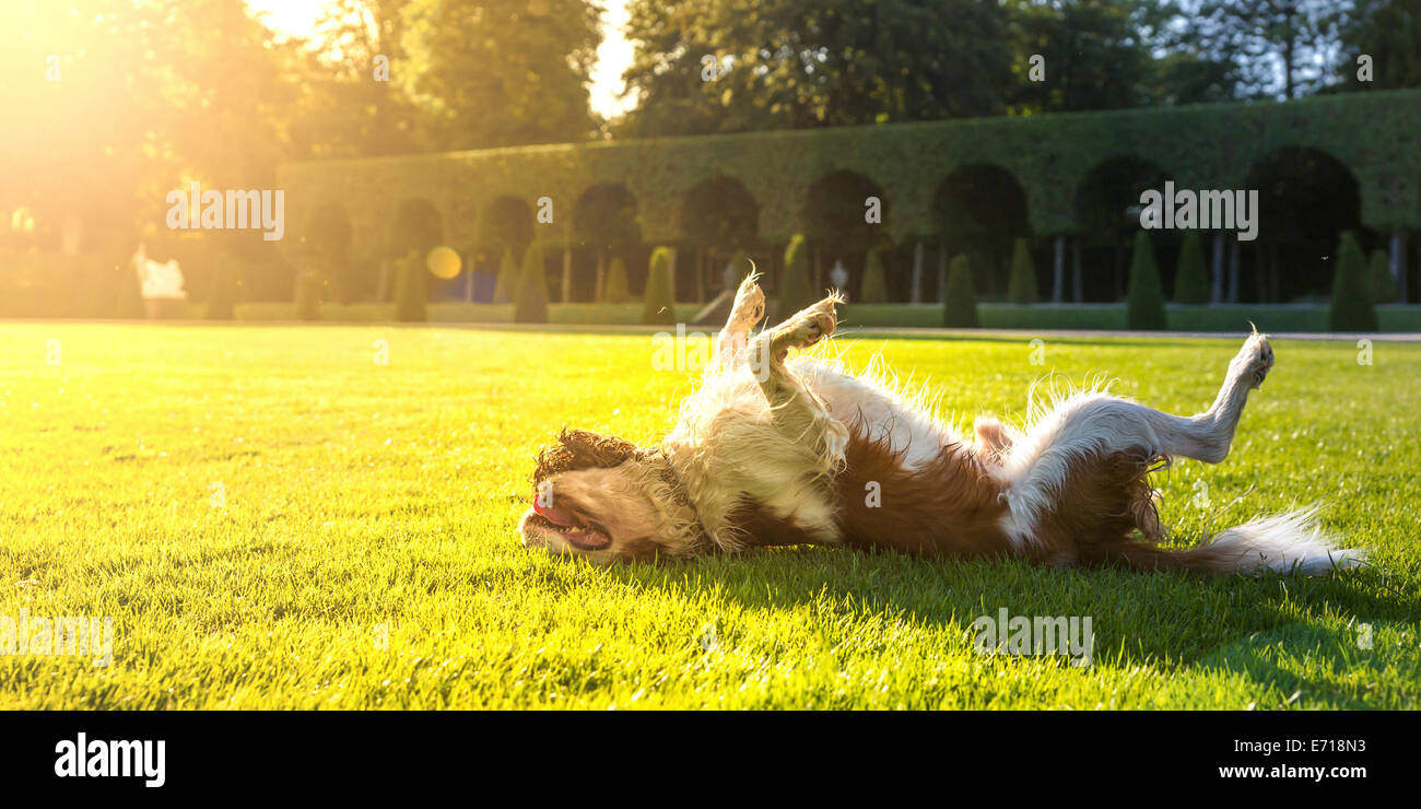 Cane, Canis lupus familiaris, rotolando su un prato Foto Stock