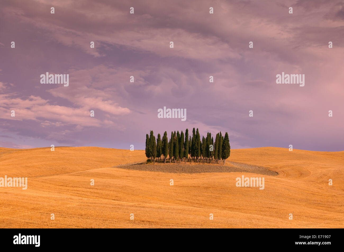 L'Italia, Toscana, Cypress Grove in raccolte campo di grano Foto Stock