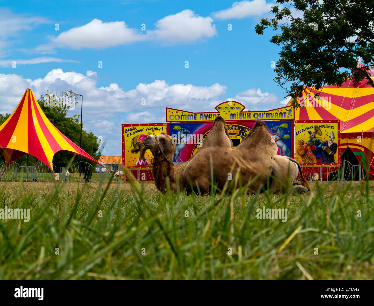 Eseguire Bactrian camel appoggiato sull'erba al di fuori di una tenda del circo nel sud ovest della Francia Foto Stock