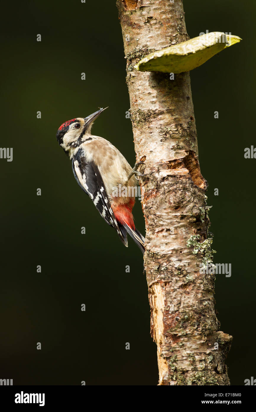 Il novellame di Picchio rosso maggiore (Dendrocopos major) - REGNO UNITO Foto Stock