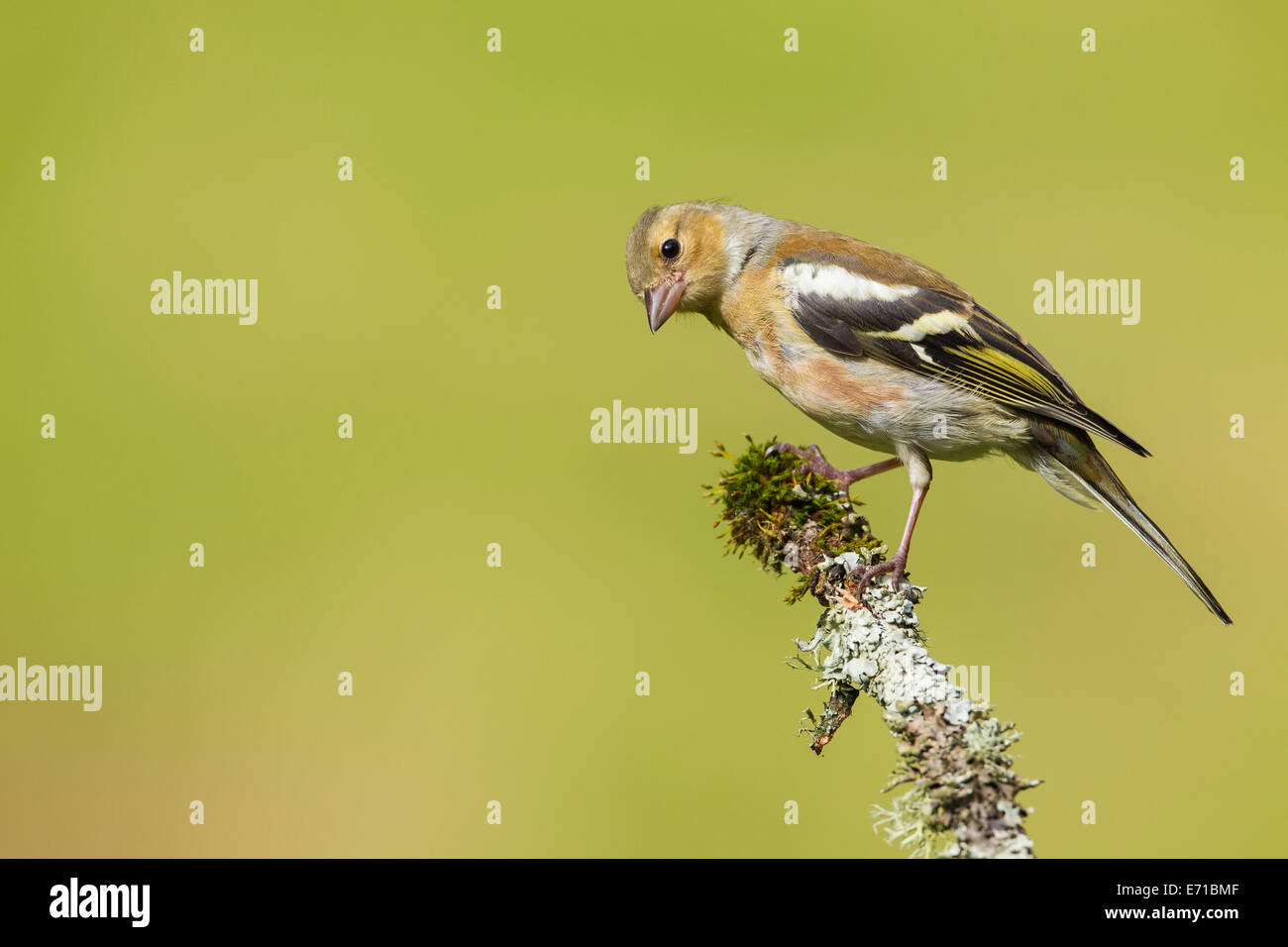 I capretti maschio (fringuello Fringilla coelebs) - REGNO UNITO Foto Stock