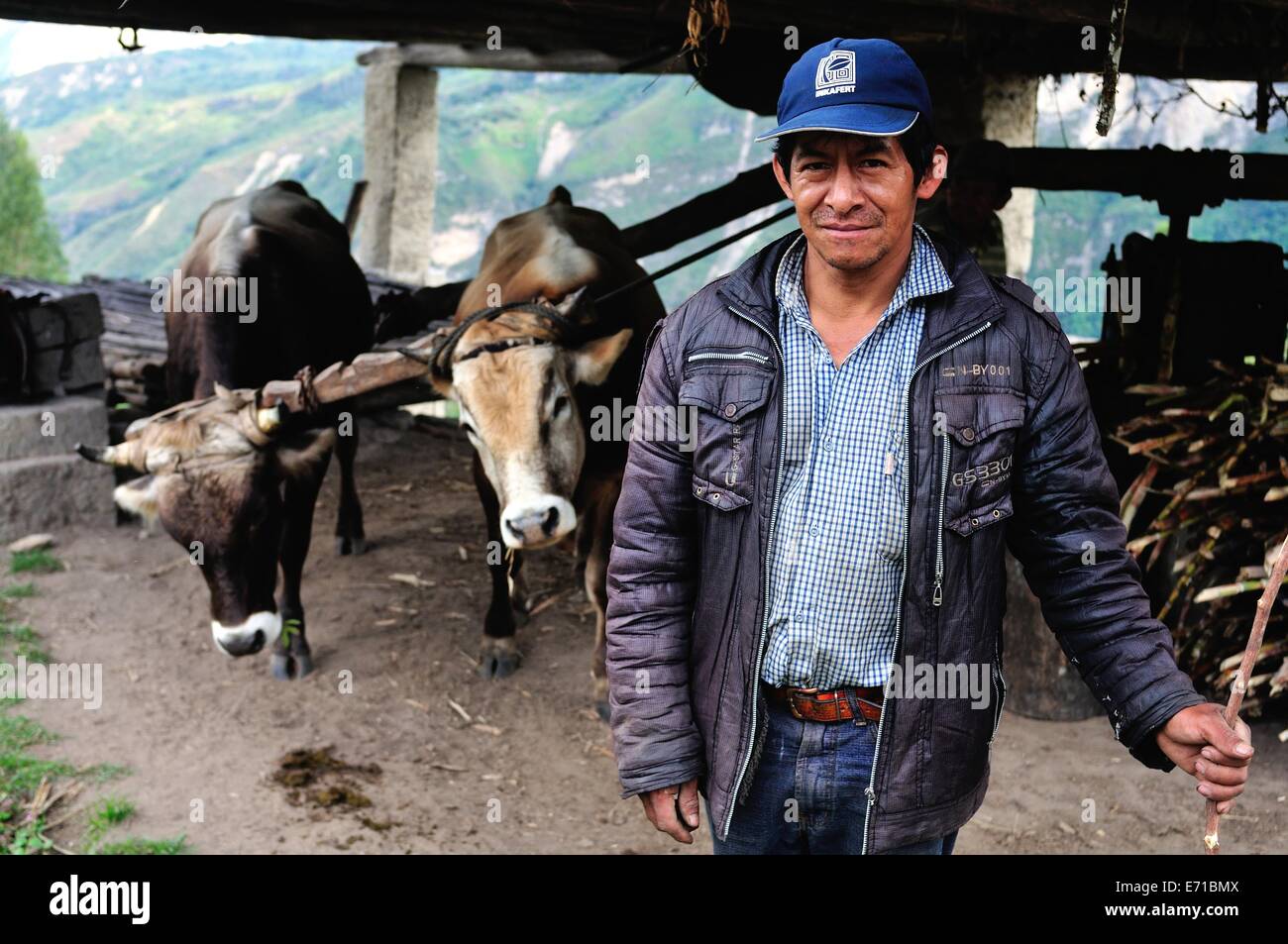 Trapiche - Rendere Guarapo ( succo di canna da zucchero ) vicino Gocta cascate - CHACHAPOYAS . Dipartimento di Amazonas .PERÙ Foto Stock