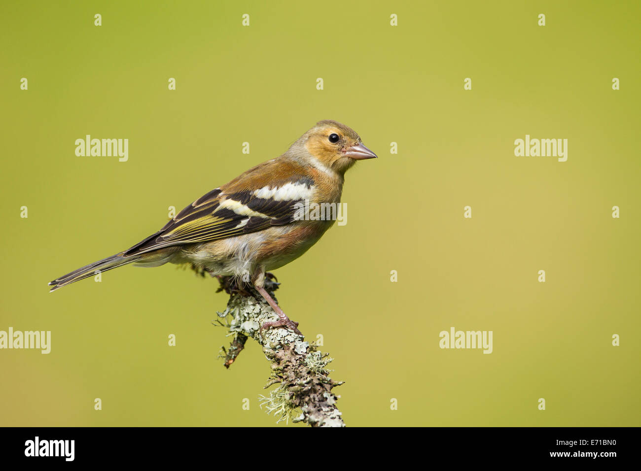 I capretti maschio (fringuello Fringilla coelebs) - REGNO UNITO Foto Stock