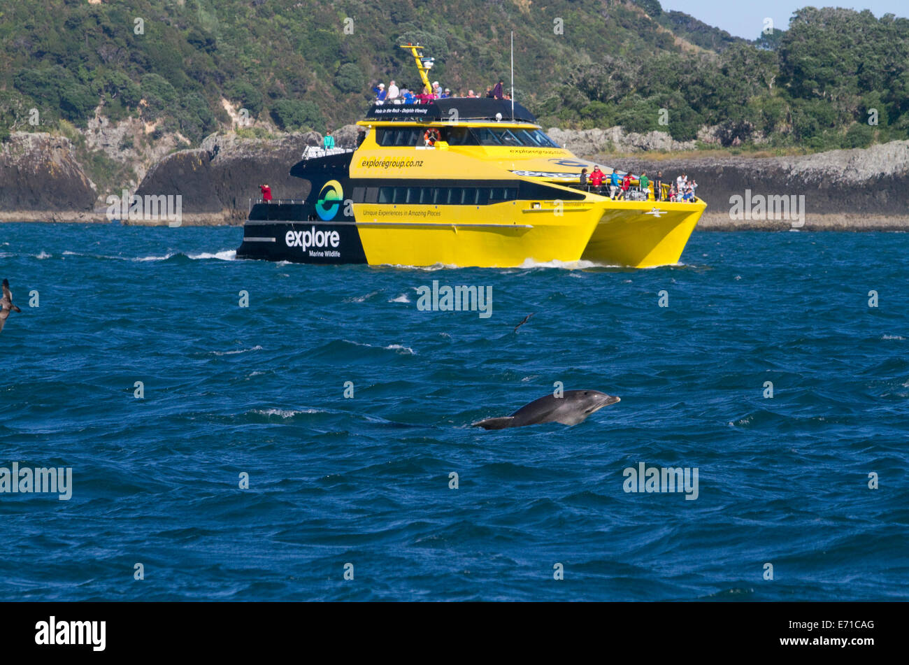 Una osservazione dei delfini tour in barca nella baia delle Isole, Isola del nord, Nuova Zelanda. Foto Stock
