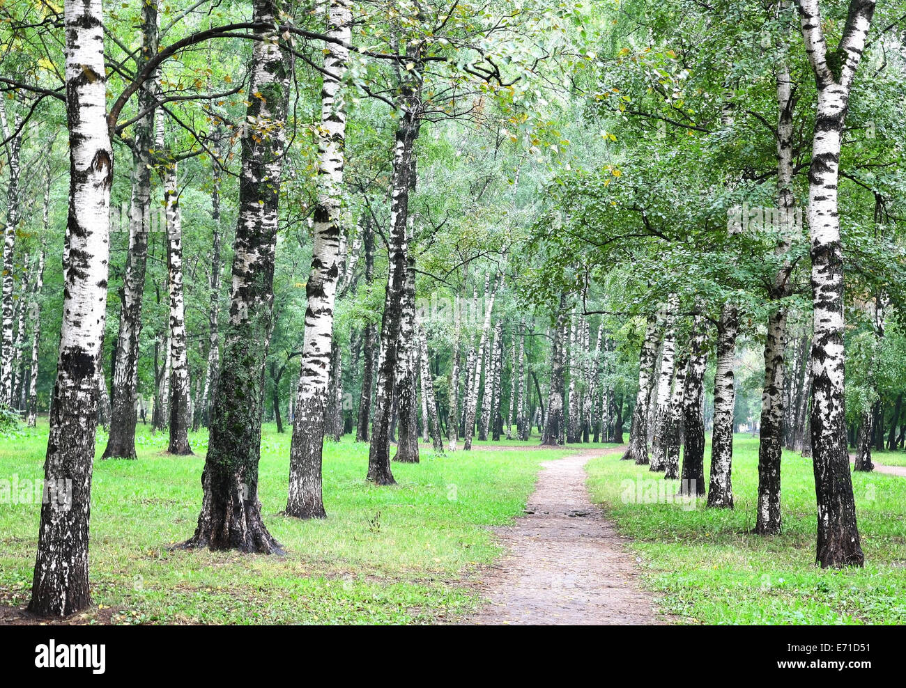 Nei primi giorni di autunno nel bosco di betulle, Foto Stock