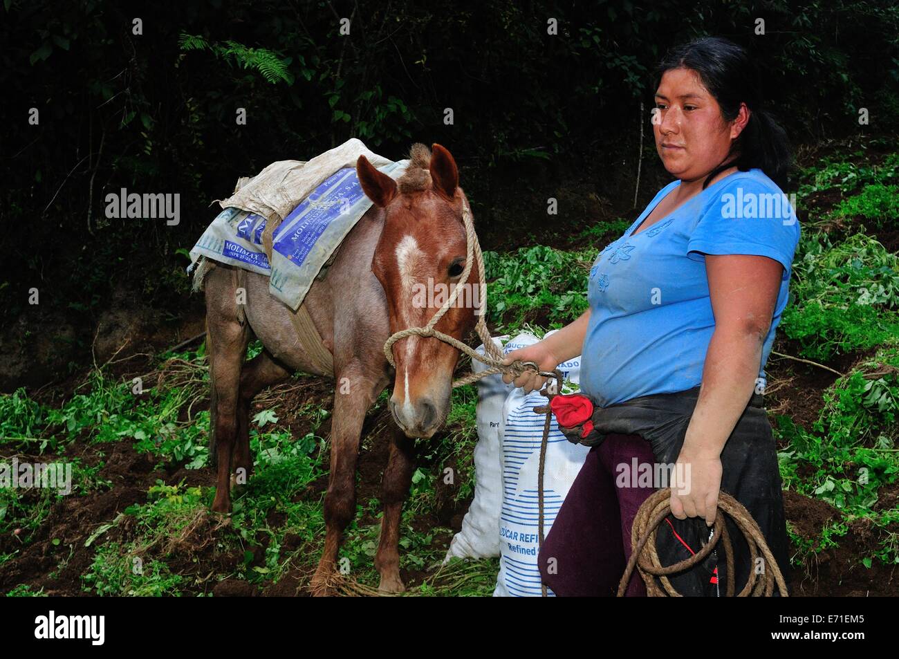 La raccolta di patate nella gamma della montagna di Cruzpata - CHACHAPOYAS . Dipartimento di Amazonas .PERÙ Foto Stock