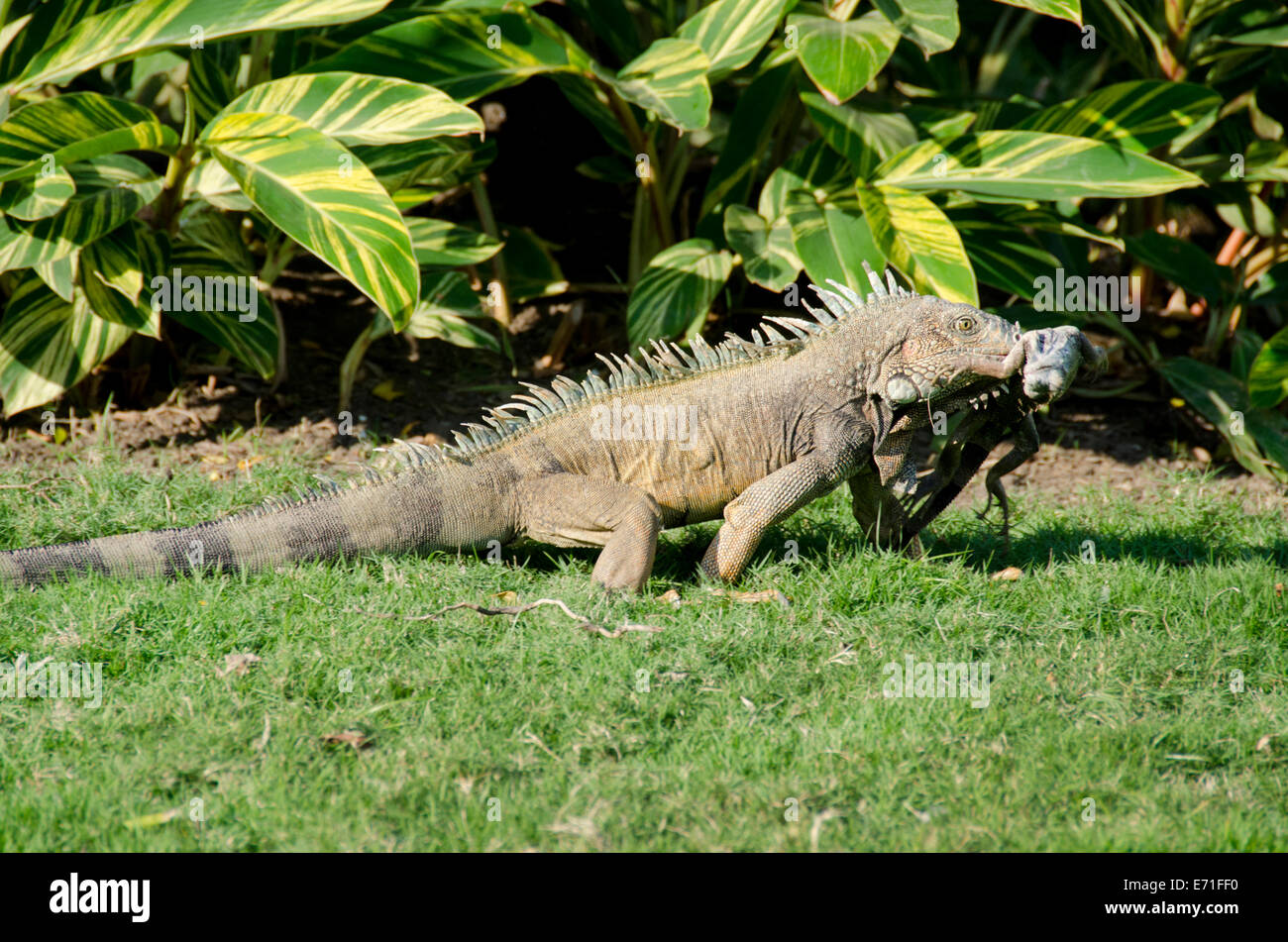 Ecuador Guayaquil. Parque Seminario. Wild Iguana comune che porta più piccola iguana morto nella sua bocca, comportamento cannibale. Foto Stock