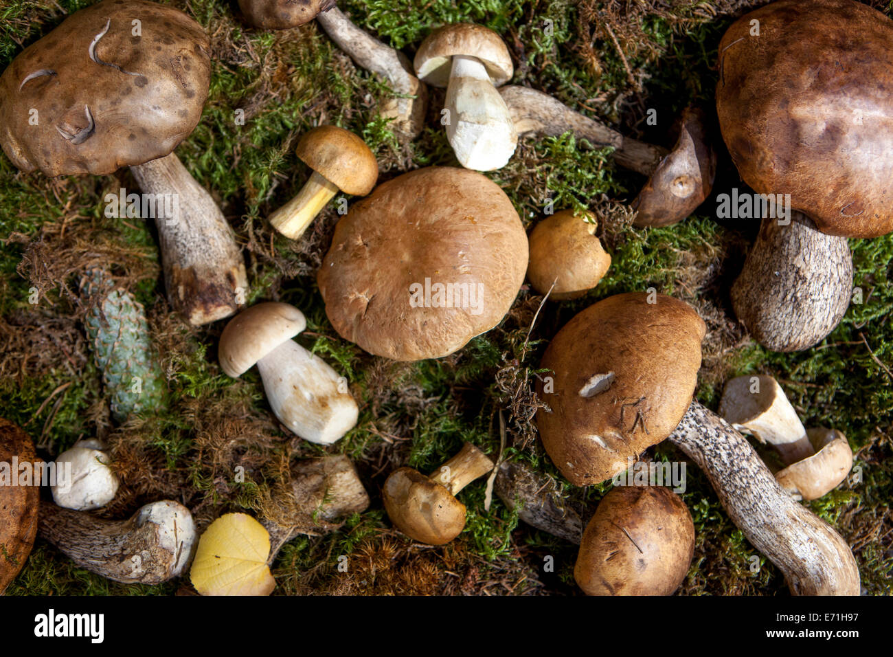 Ancora la vita dei funghi commestibili su moss Foto Stock