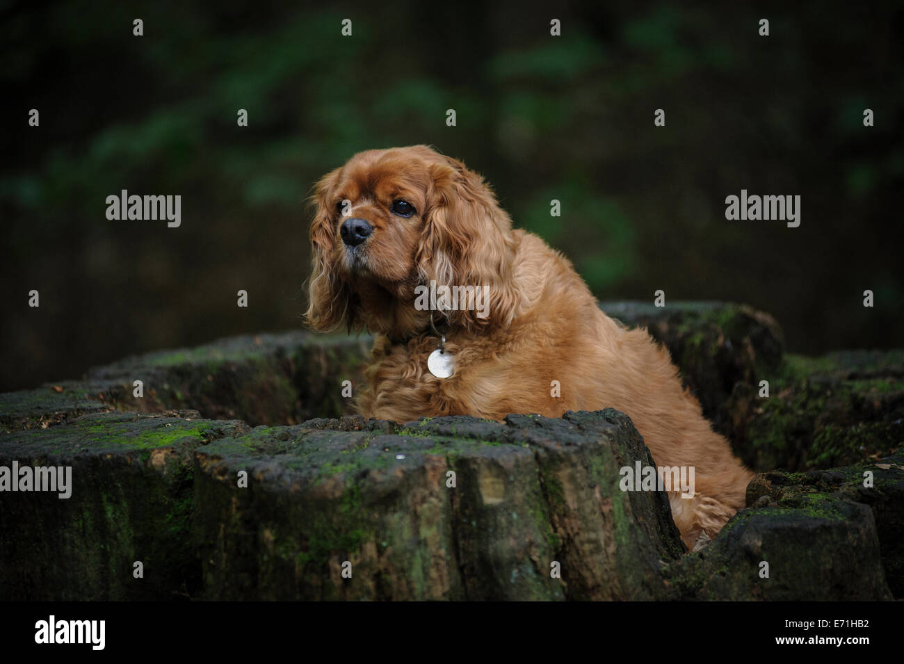 King Charles Spaniel nei boschi si sedette sul ceppo di albero Foto Stock