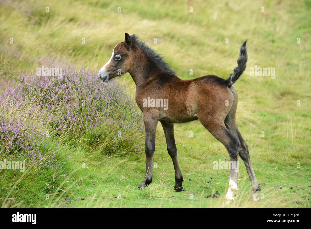 Pony selvatici pony puledro graziosi animali Mynd lungo Shropshire british wildlife gran bretagna Regno Unito Foto Stock