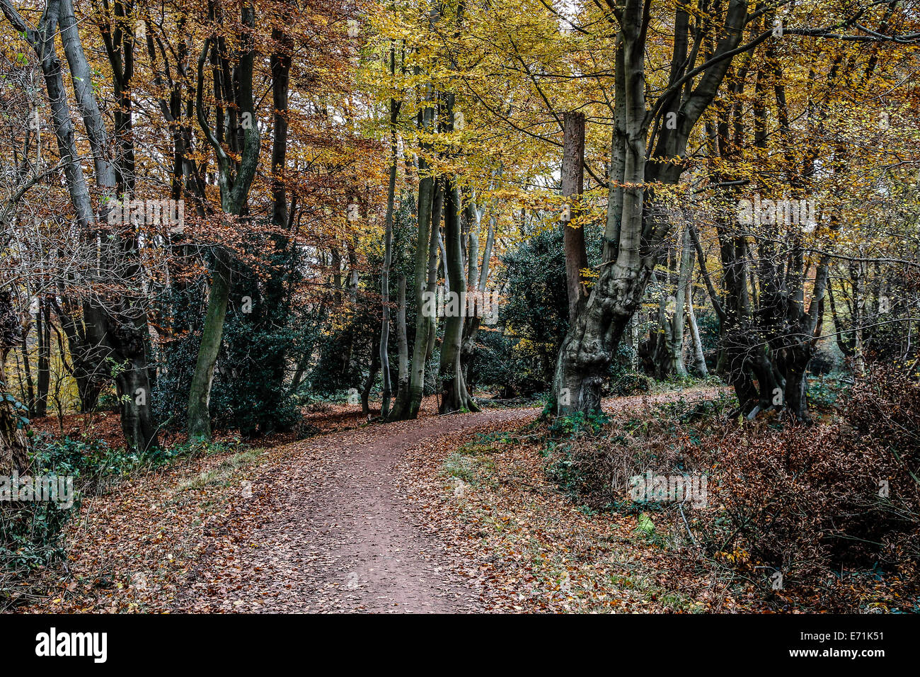 Percorso vuoto nella foresta di Epping durante l'autunno Foto Stock