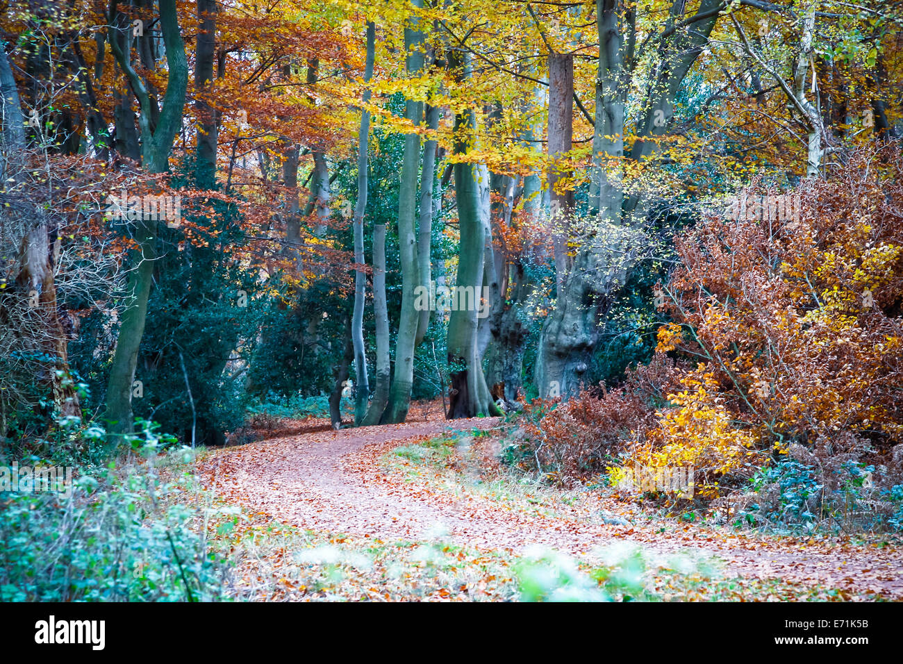 Percorso vuoto nella foresta di Epping durante l'autunno Foto Stock
