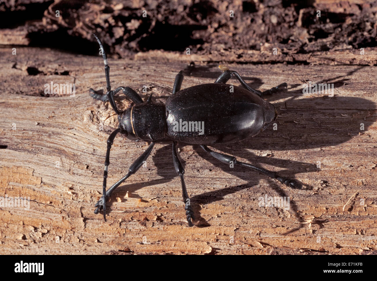 Cactus Longhorn Beetle, Moneilema gigas questo bee normalmente alimenta su chollas e ficodindia cactus e persino saguaro. Foto Stock