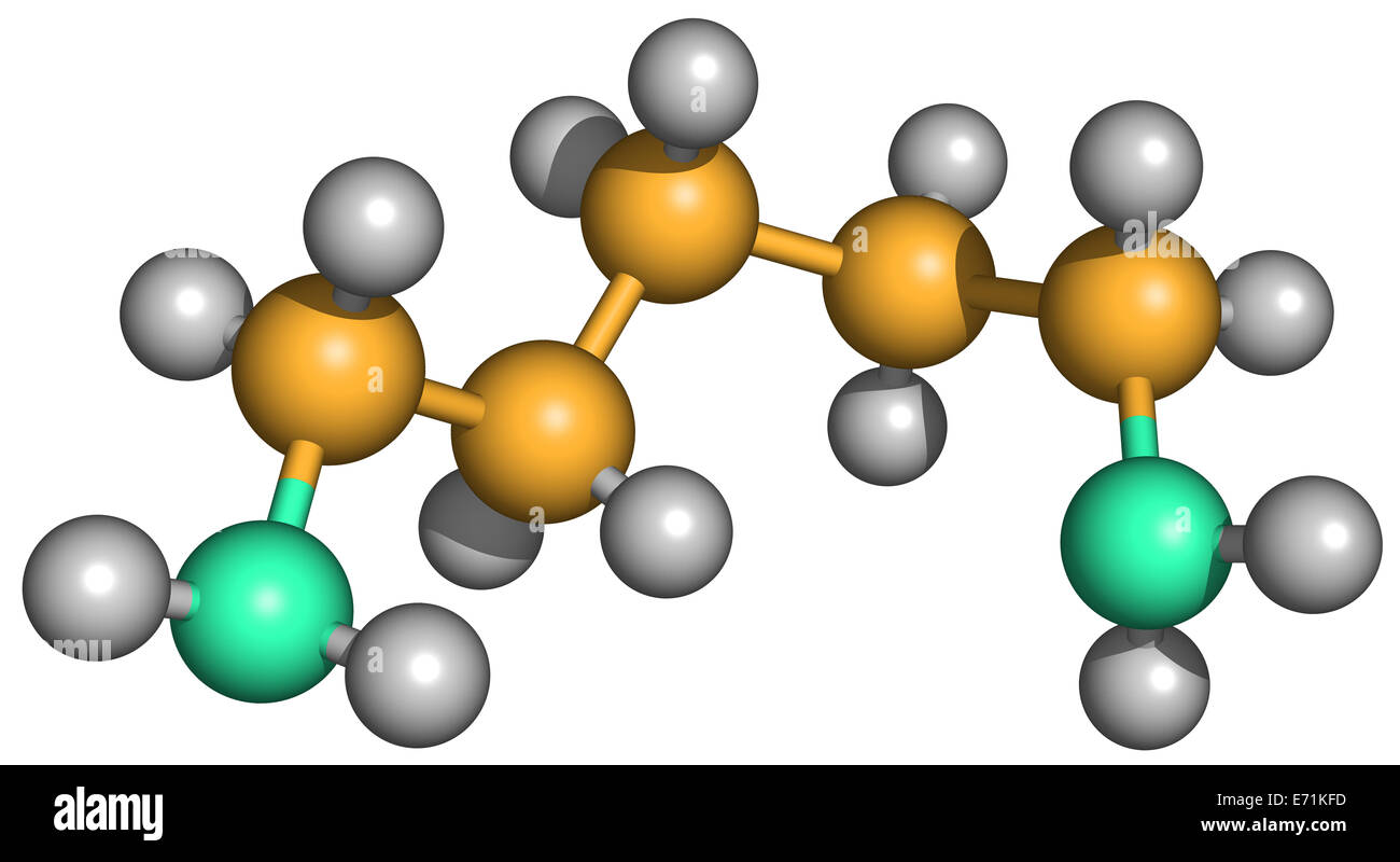 La cadaverina è un maleodorante composto diamminico prodotta mediante idrolisi proteica durante la putrefazione di tessuto animale. Foto Stock