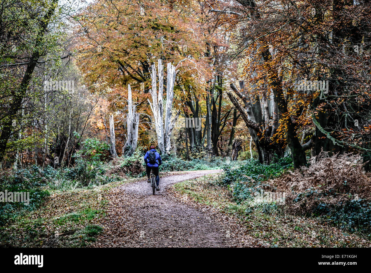 Ciclista su un sentiero nella foresta di Epping durante l'autunno Foto Stock