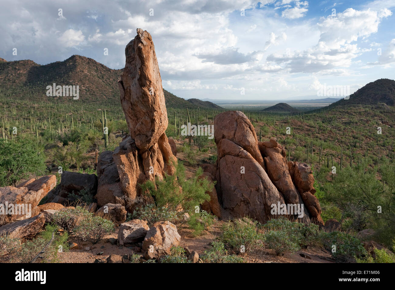 Riolite monolito, Parco nazionale del Saguaro, Arizona Foto Stock