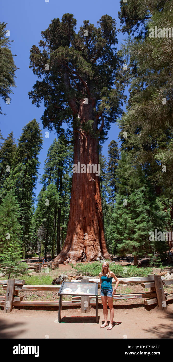 Il General Sherman! Sequoia National Park è un parco nazionale nel sud della Sierra Nevada a est di Visalia, California, Foto Stock