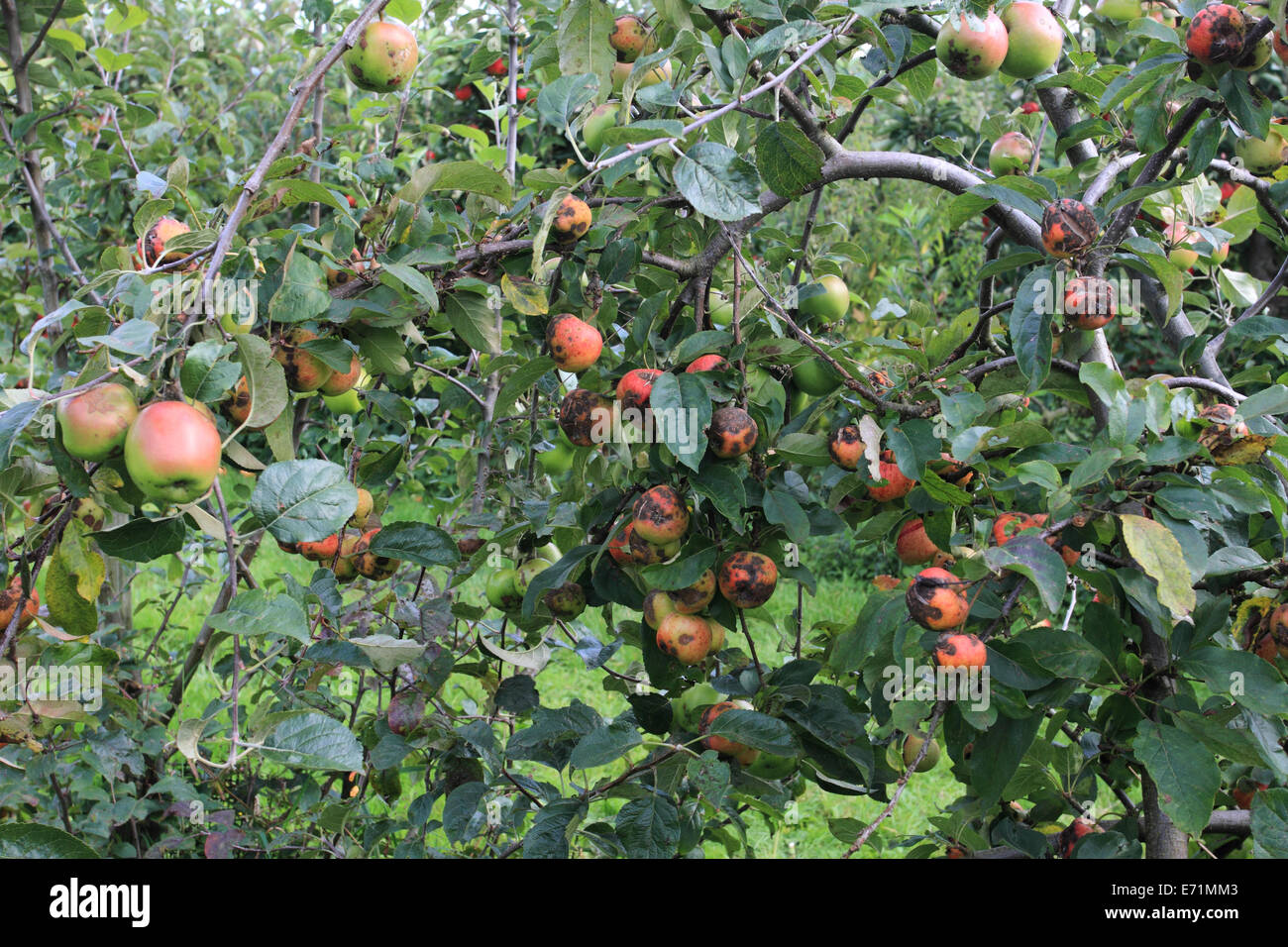 Fattoria di mele, Archard, mela sull'albero, Norfolk, Regno Unito Foto Stock