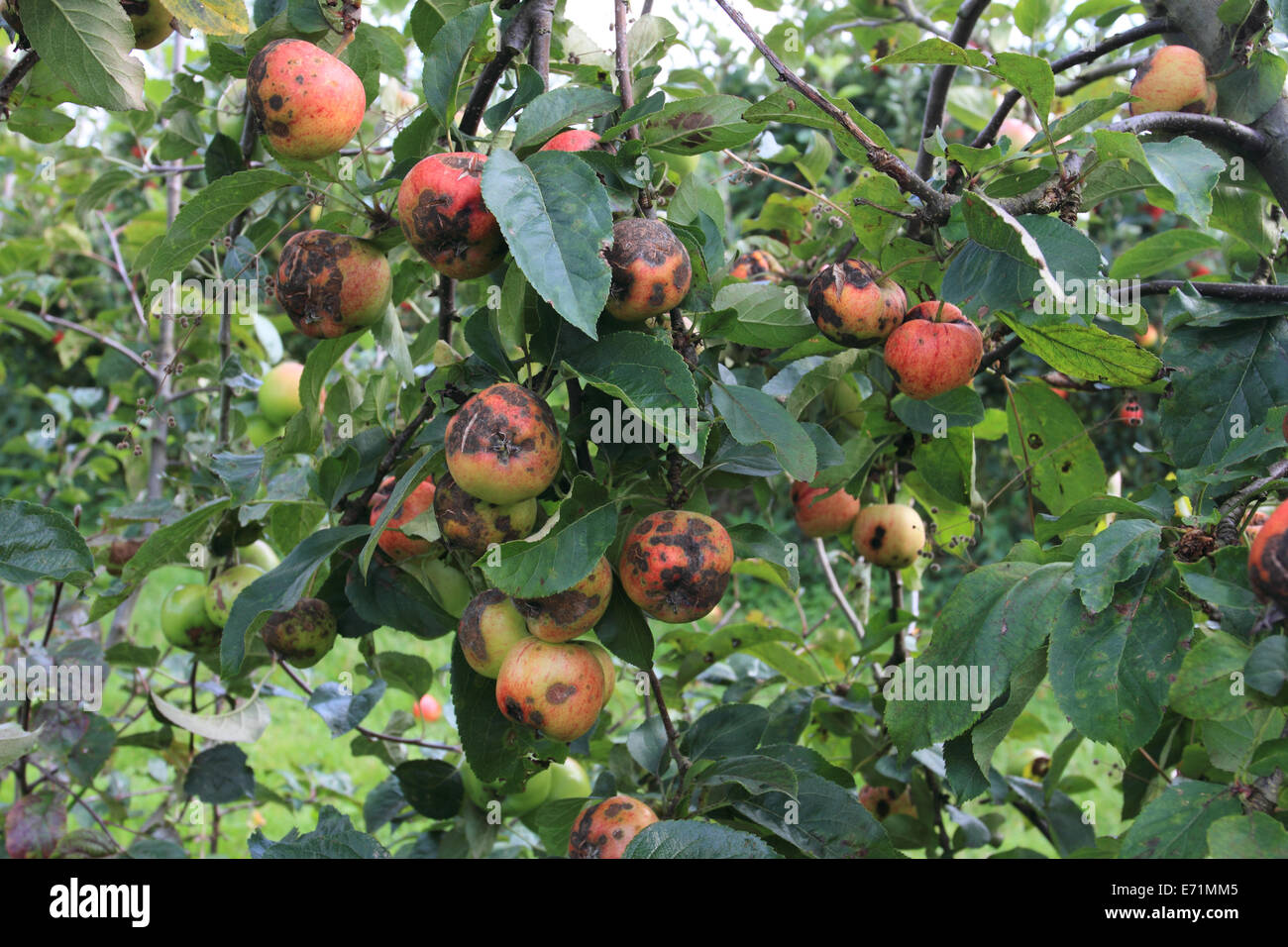 Fattoria di mele, Archard, mela sull'albero, Norfolk, Regno Unito Foto Stock