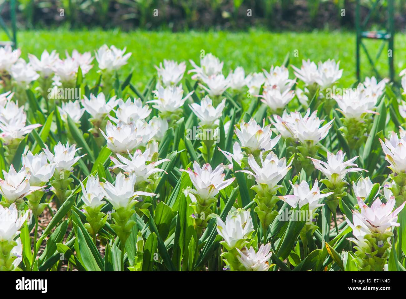 Curcuma alismatifolia Foto Stock