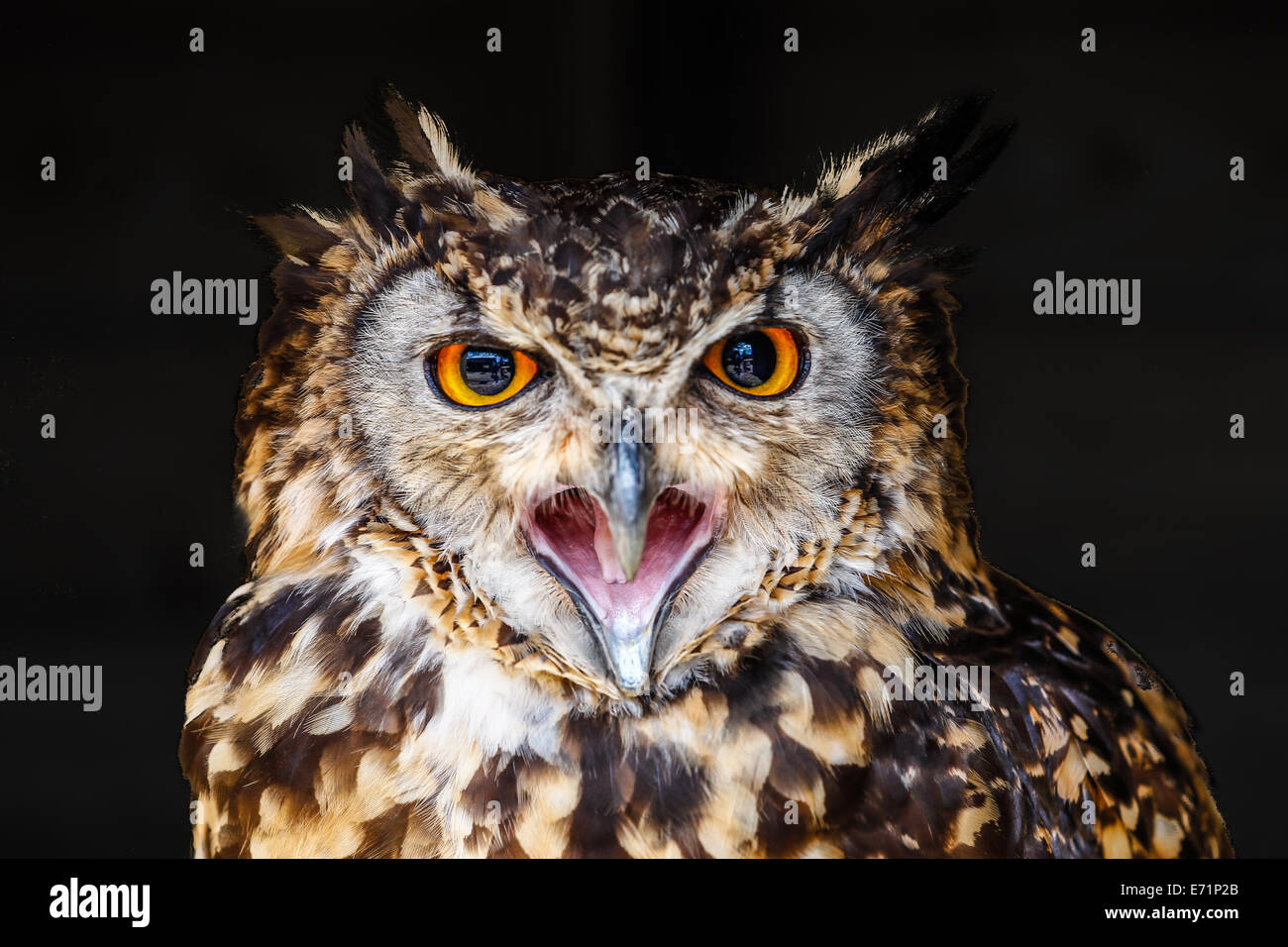 Owl con la bocca aperta e grandi occhi arancio con sfondo nero Foto Stock