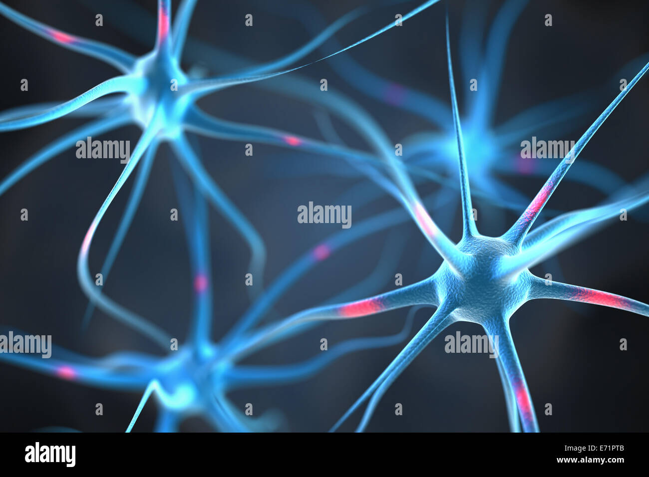 I neuroni nel cervello Foto Stock