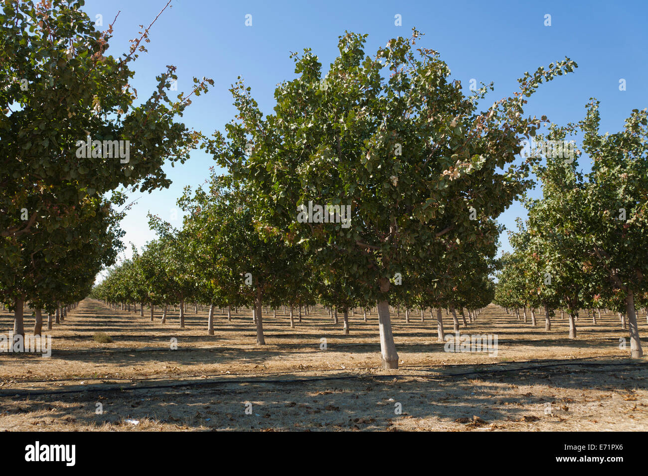 Il pistacchio orchard - California centrale USA Foto Stock