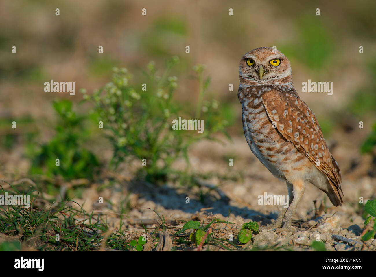 Scavando la civetta (Athene cunicularia), Florida USA Foto Stock