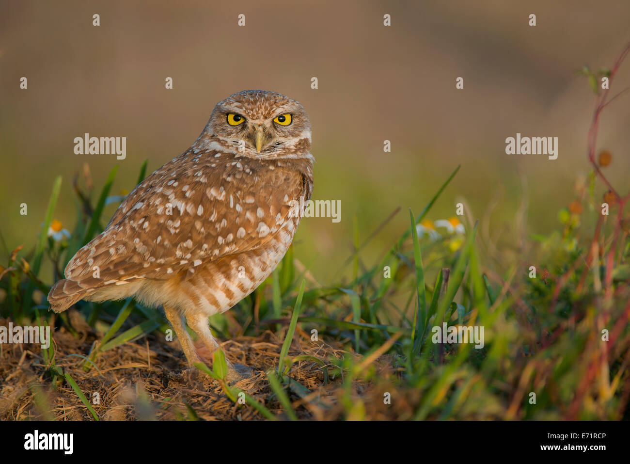 Scavando la civetta (Athene cunicularia), Florida USA Foto Stock