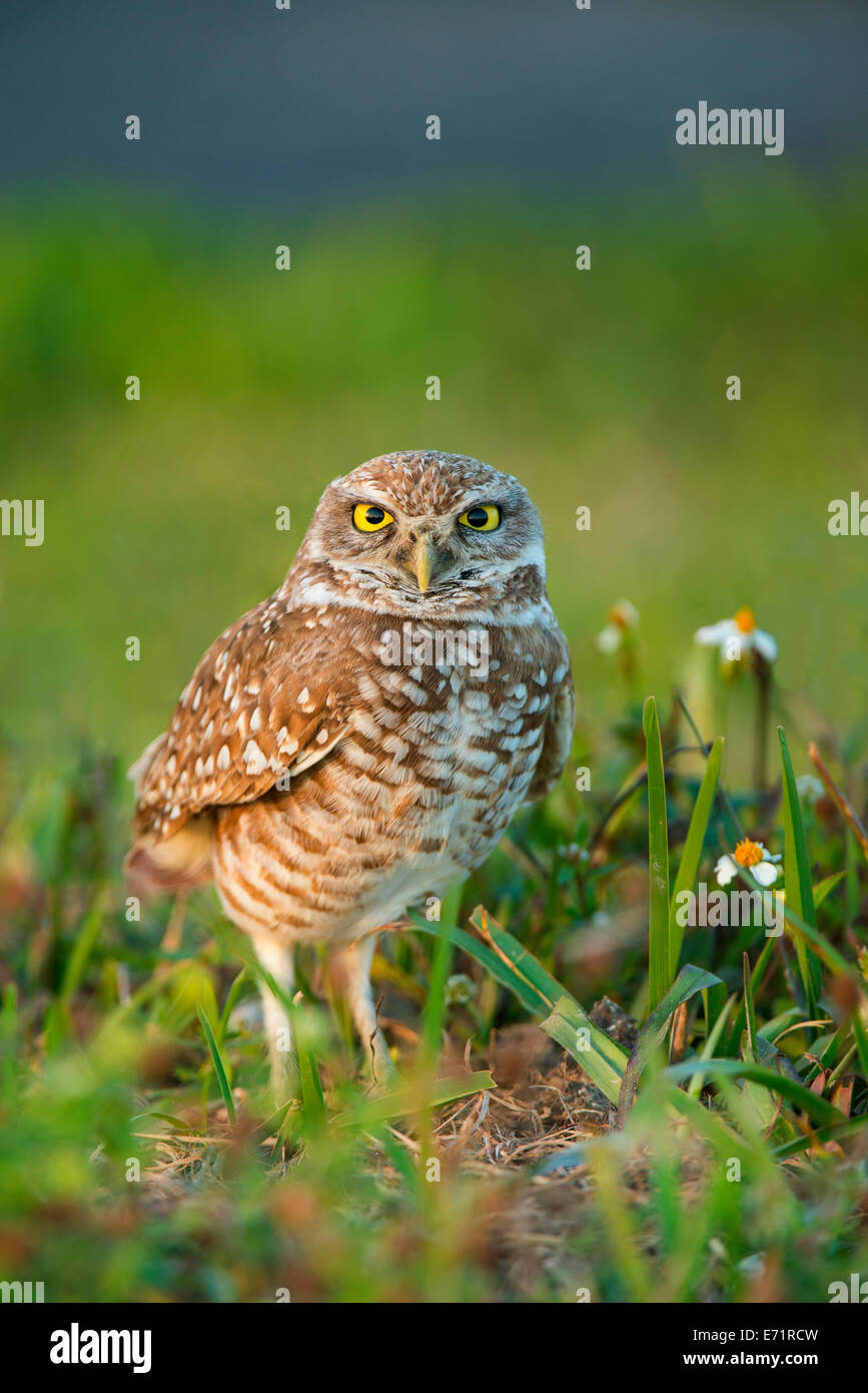 Scavando la civetta (Athene cunicularia), Florida USA Foto Stock