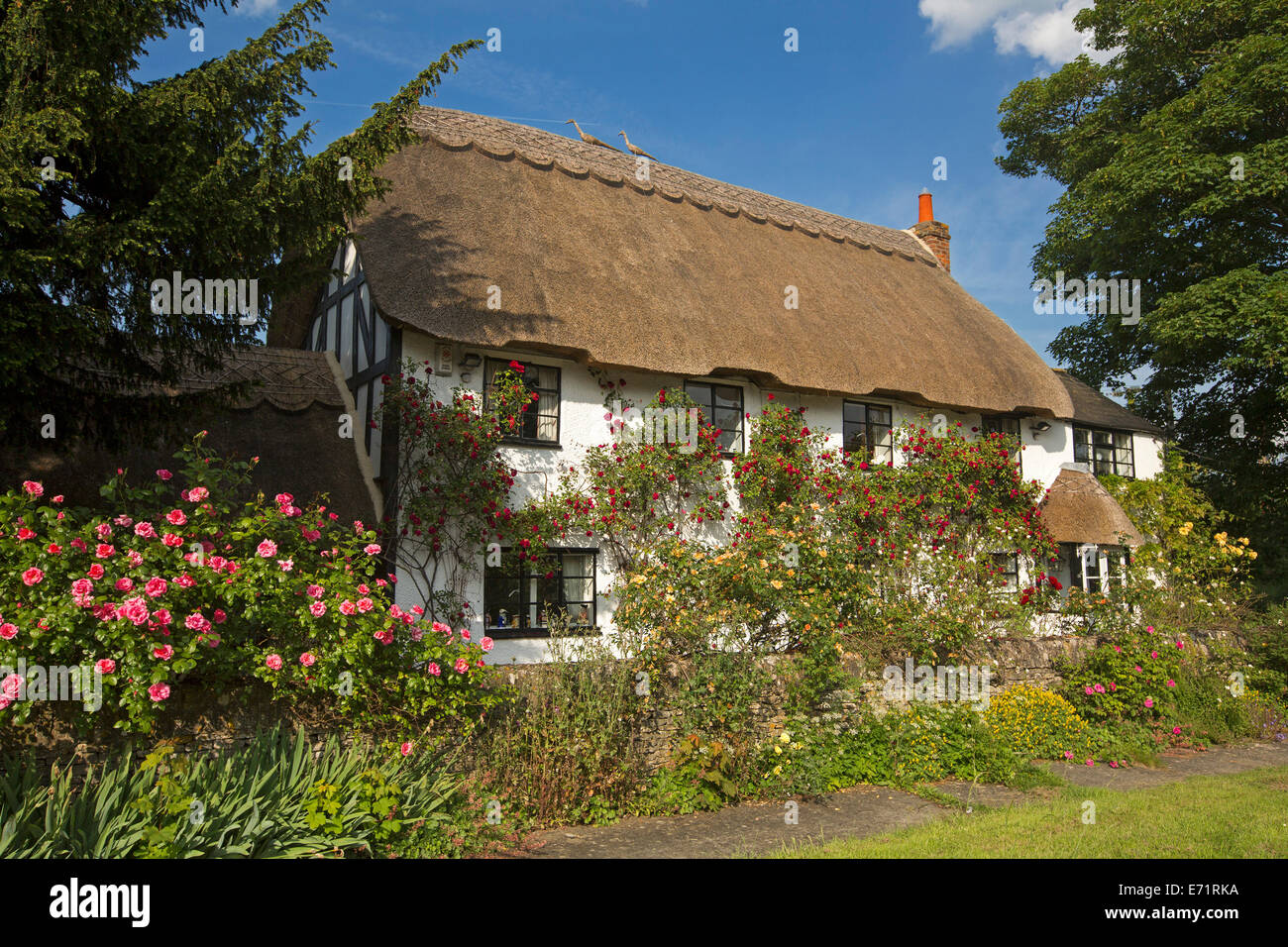 La pittoresca English cottage con tetto in paglia, pareti bianche coperte con il rosso e il giallo rose rampicanti, cielo blu, nei pressi di Oxford Foto Stock