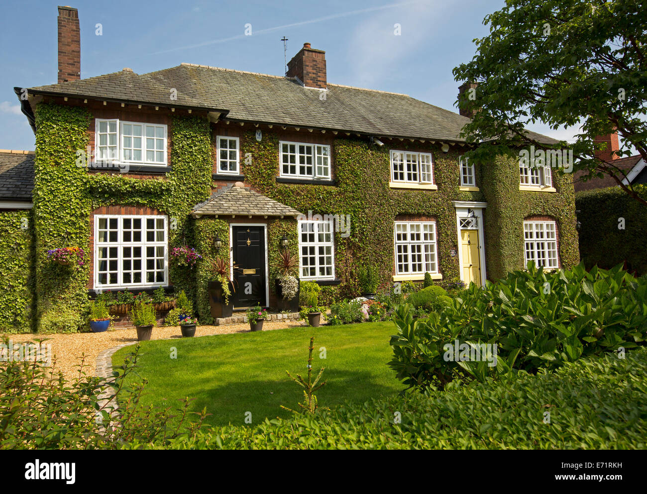 Elegante camera doppia storia house con pareti completamente coperto di edera nel villaggio di Grappenhall, Inghilterra Foto Stock