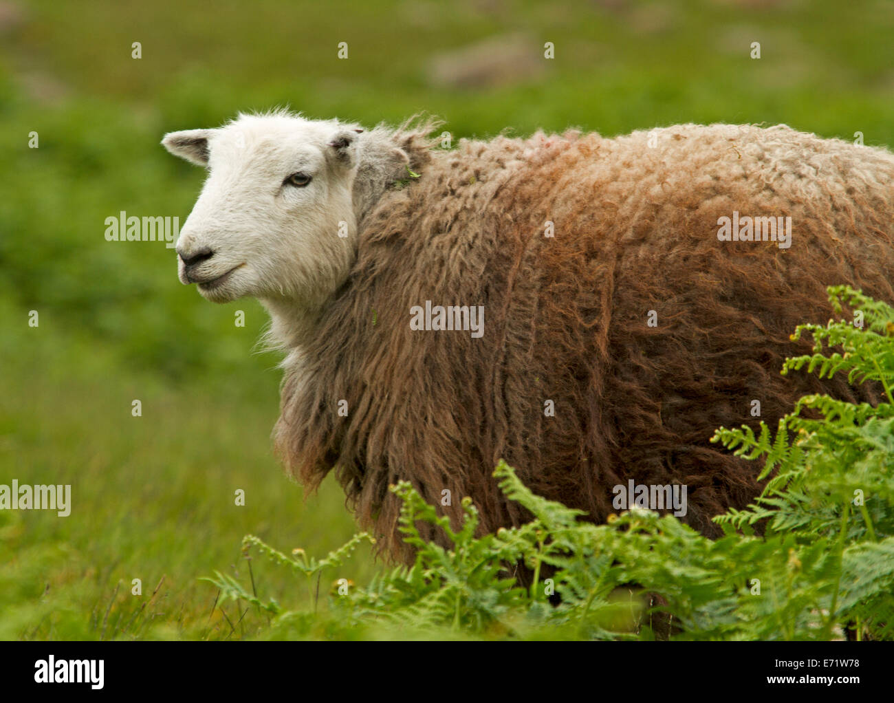 Herdwick pecore, British Heritage razza con lana marrone e bianco affacciata in alta mori nel Lake District, Cumbria, Inghilterra Foto Stock