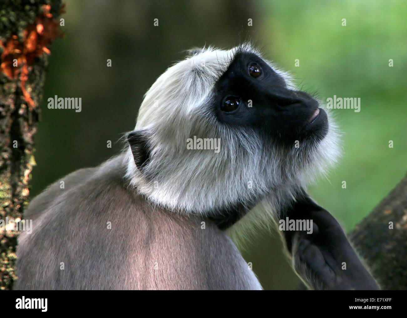 Pianure Settentrionali langur grigio (Semnopithecus entellus) in posa pensieroso Foto Stock