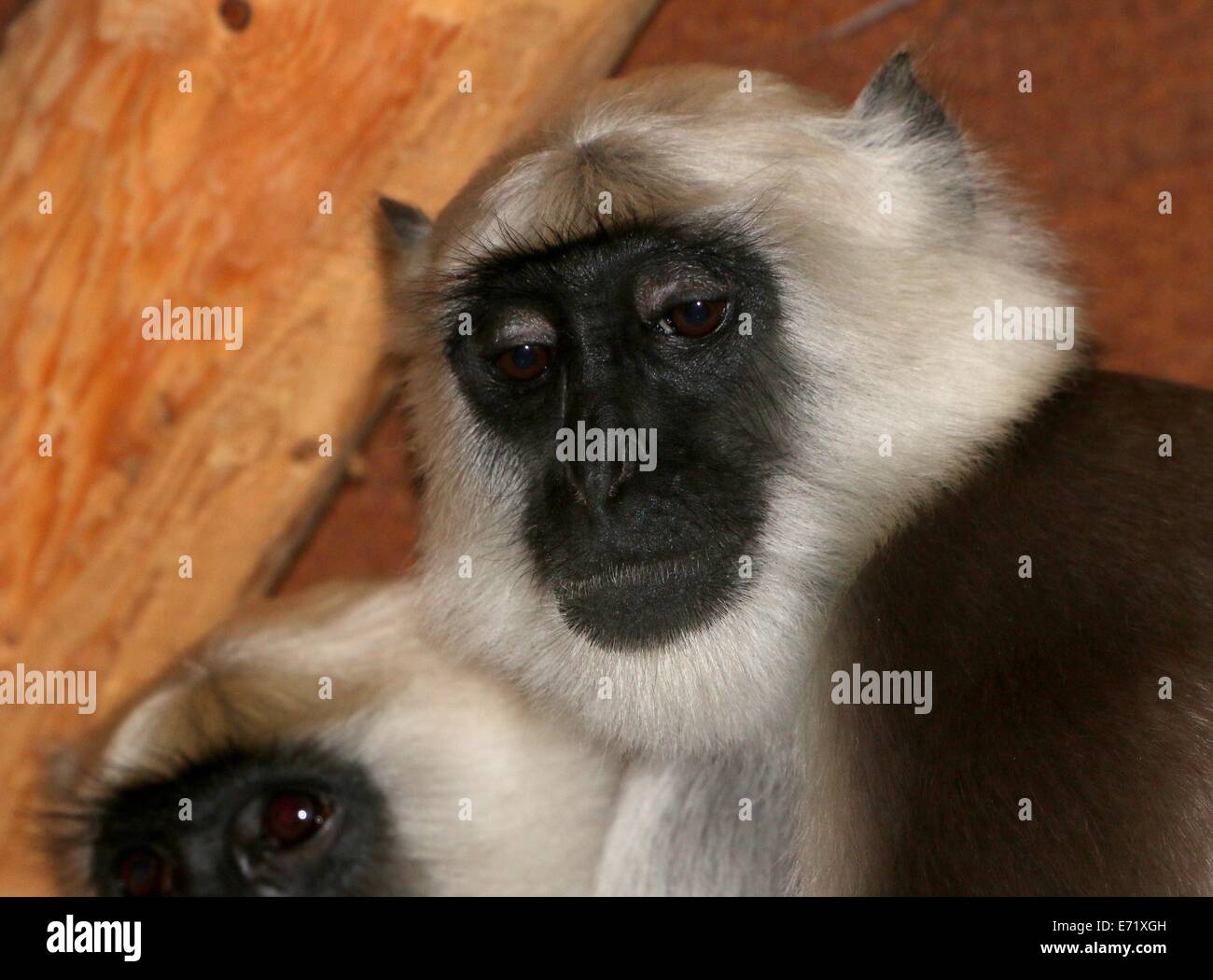 Voce maschile delle pianure settentrionali langur grigio (Semnopithecus entellus) close-up Foto Stock