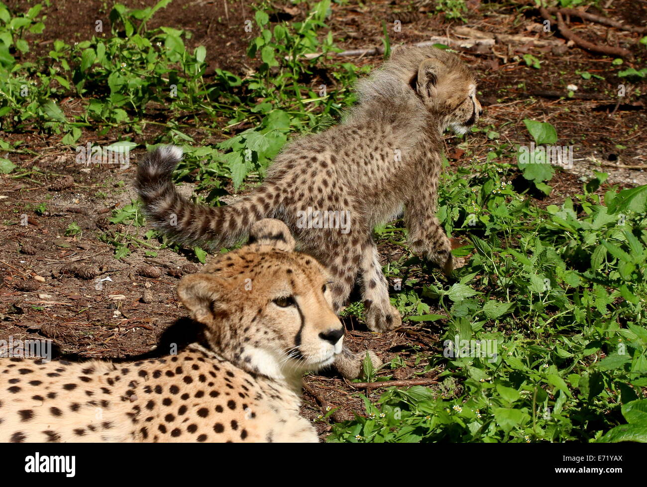 Femmina matura ghepardo (Acinonyx jubatus) con uno dei suoi sei lupetti Foto Stock