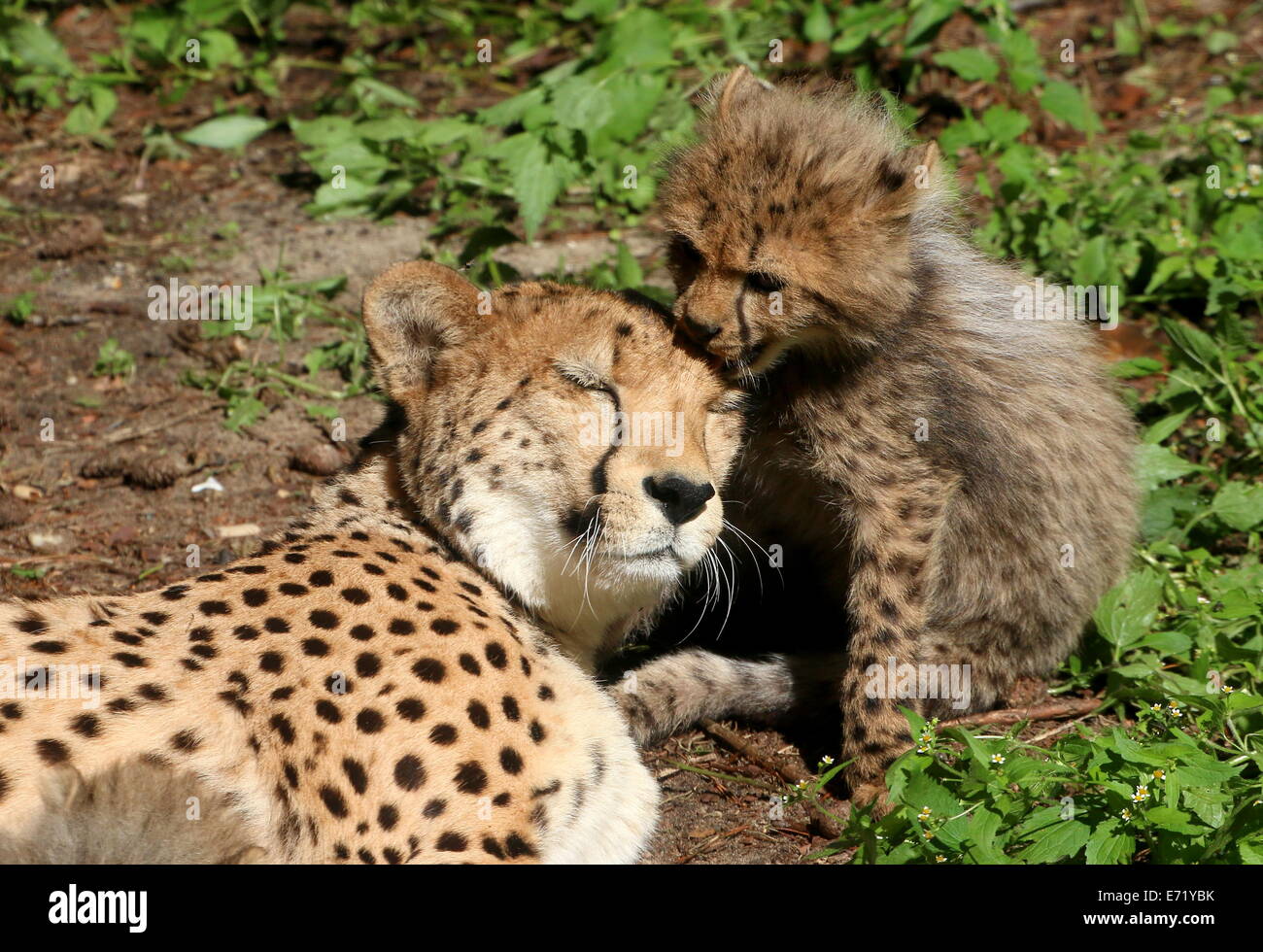 Femmina matura ghepardo (Acinonyx jubatus) con uno dei suoi bambini Foto Stock