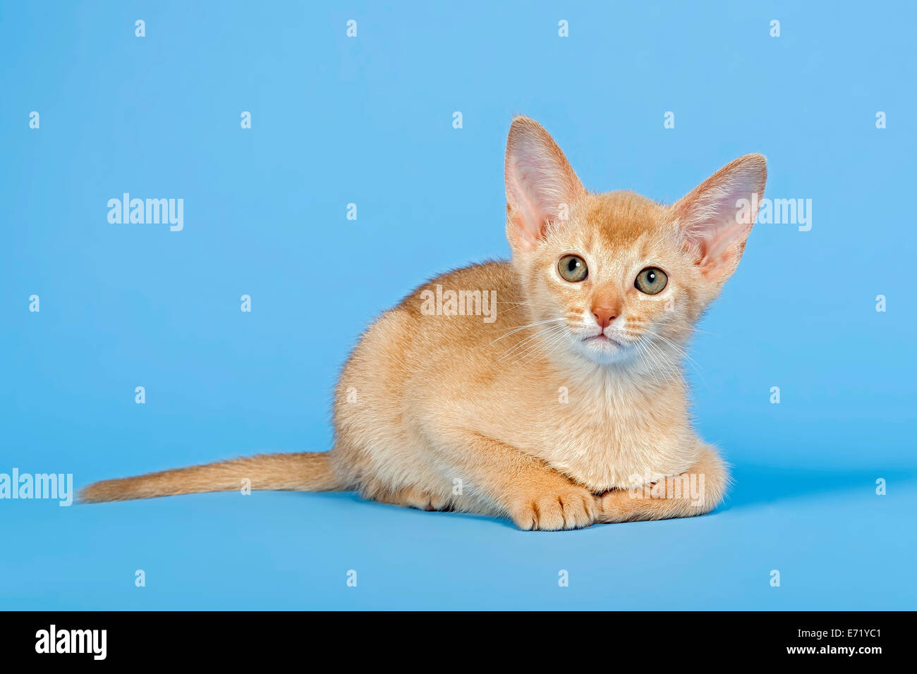 Gattino abissino, 9 settimane, fulvo colore della pelliccia Foto Stock