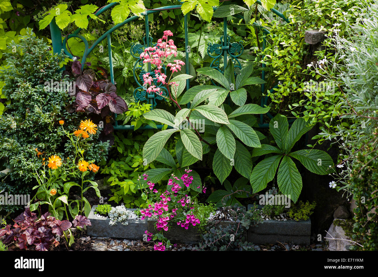 Piccola sezione di un giardino didattico costruito da volontari di auto-cresciuto o donazioni di piante. Include Foto Stock