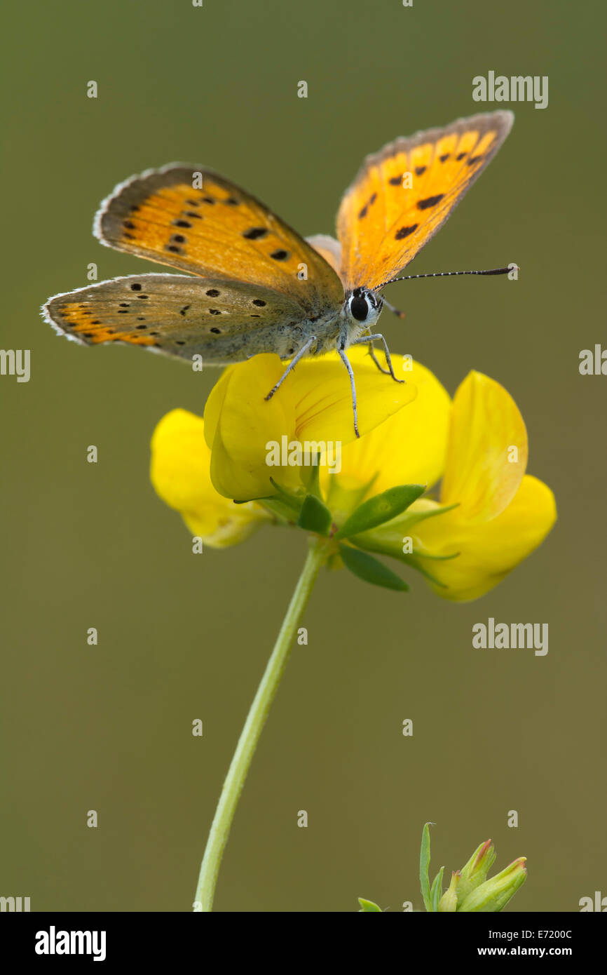 Rame di grandi dimensioni (Lycaena dispar), Burgenland, Austria Foto Stock
