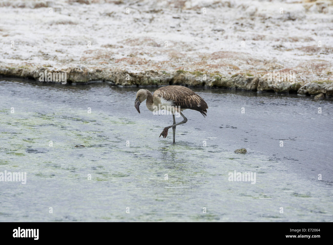 Bambino fenicottero andino (phoenicoparrus andinus), Salt Lake salar de surire, putre, arica y Zona di Parinacota, Cile Foto Stock