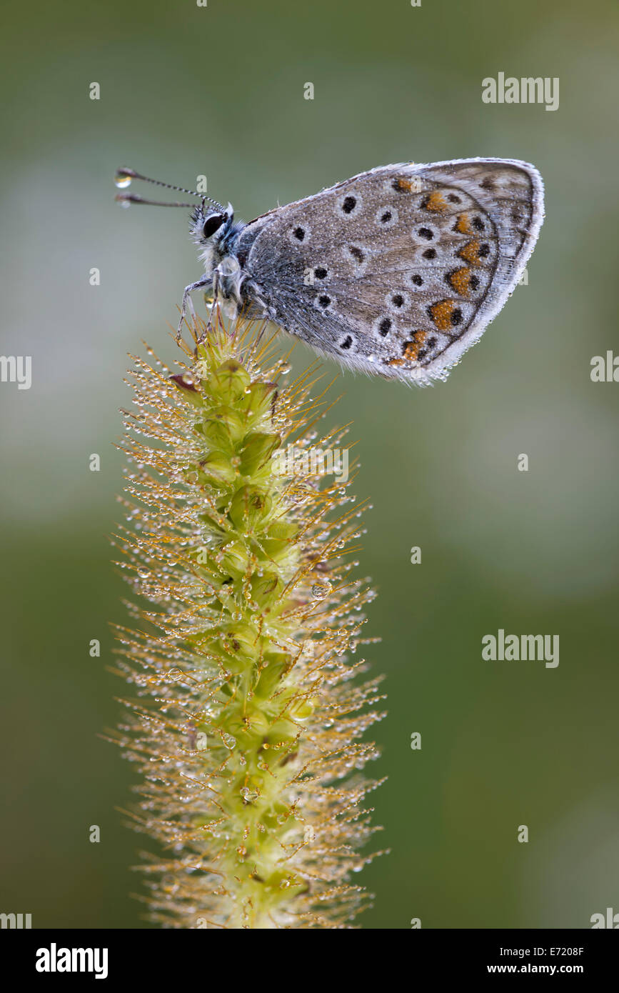 Comune (blu Polyommatus icarus), Burgenland, Austria Foto Stock