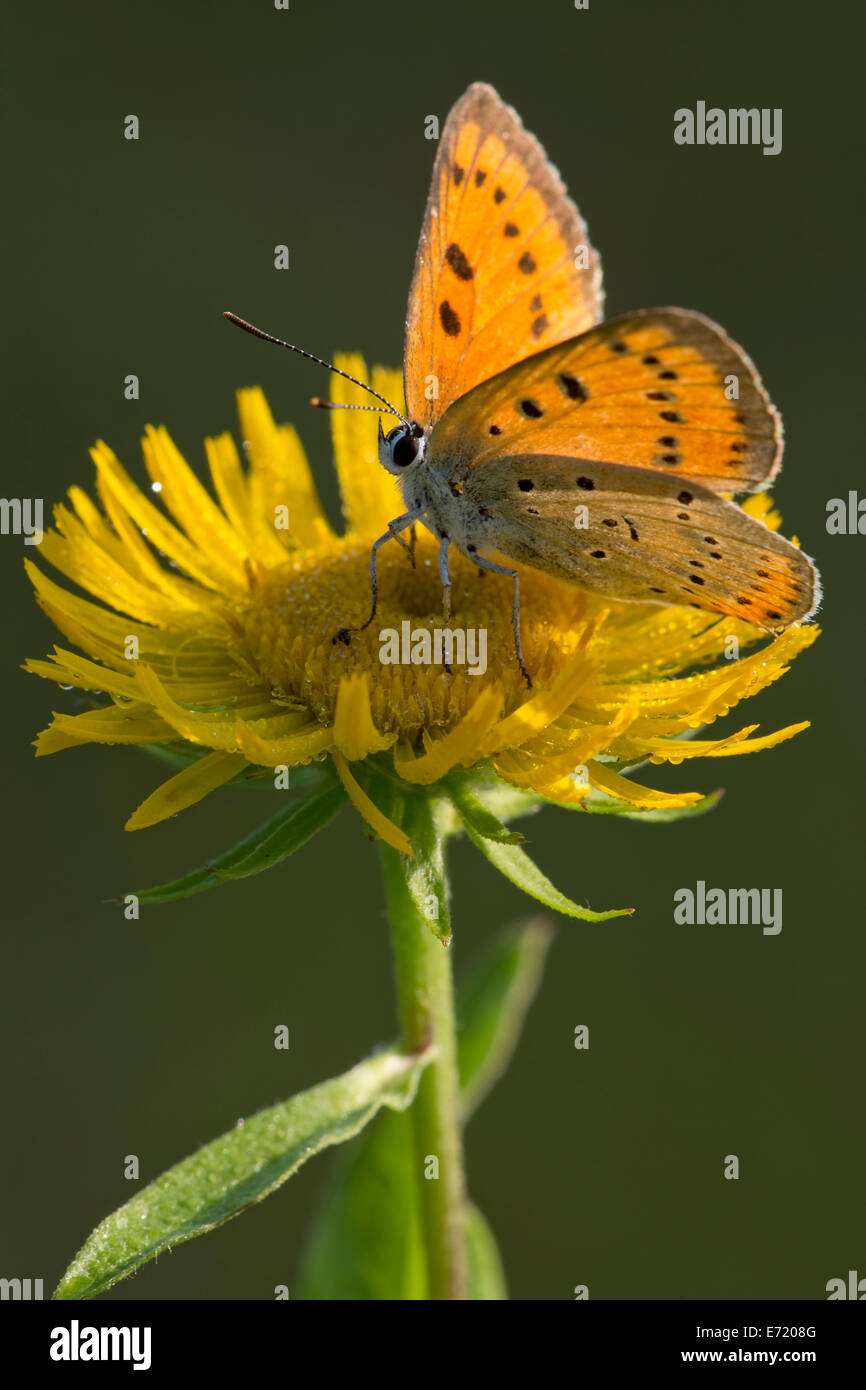Rame di grandi dimensioni (Lycaena dispar) su un British Yellowhead (Inula britannica), Burgenland, Austria Foto Stock