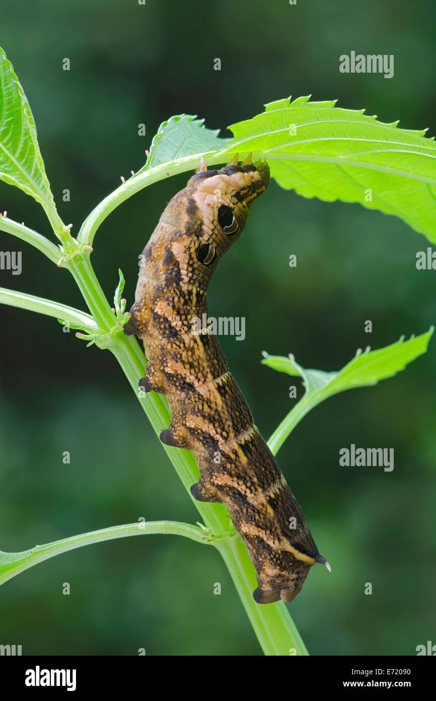 Elephant Hawk-moth (Pergesa elpenor, Deilephila elpenor), Caterpillar, Tirolo, Austria Foto Stock