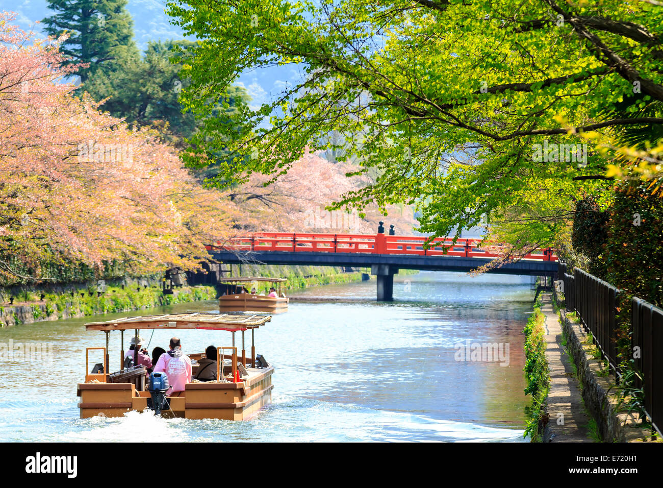 Kyoto, Giappone - 12 Aprile 2013: Sakura stagione in Kyoto, Giappone per adv o altri usi Foto Stock